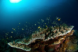 Typical reefscene at Apo Island, taken on the edge of the... by Steve De Neef 